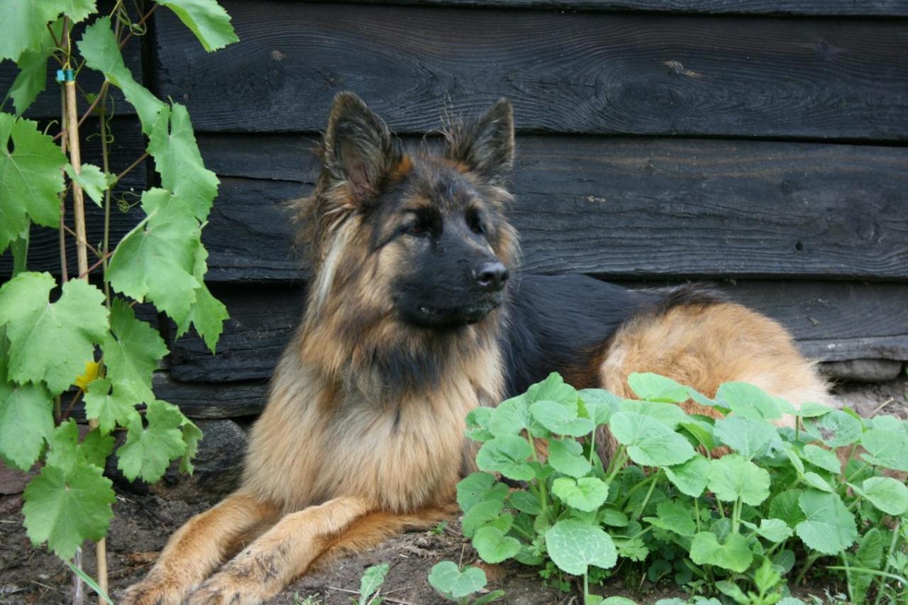 Folwark Mazurskie Legendy - Azyl Dla Doroslych Круклянкі Екстер'єр фото